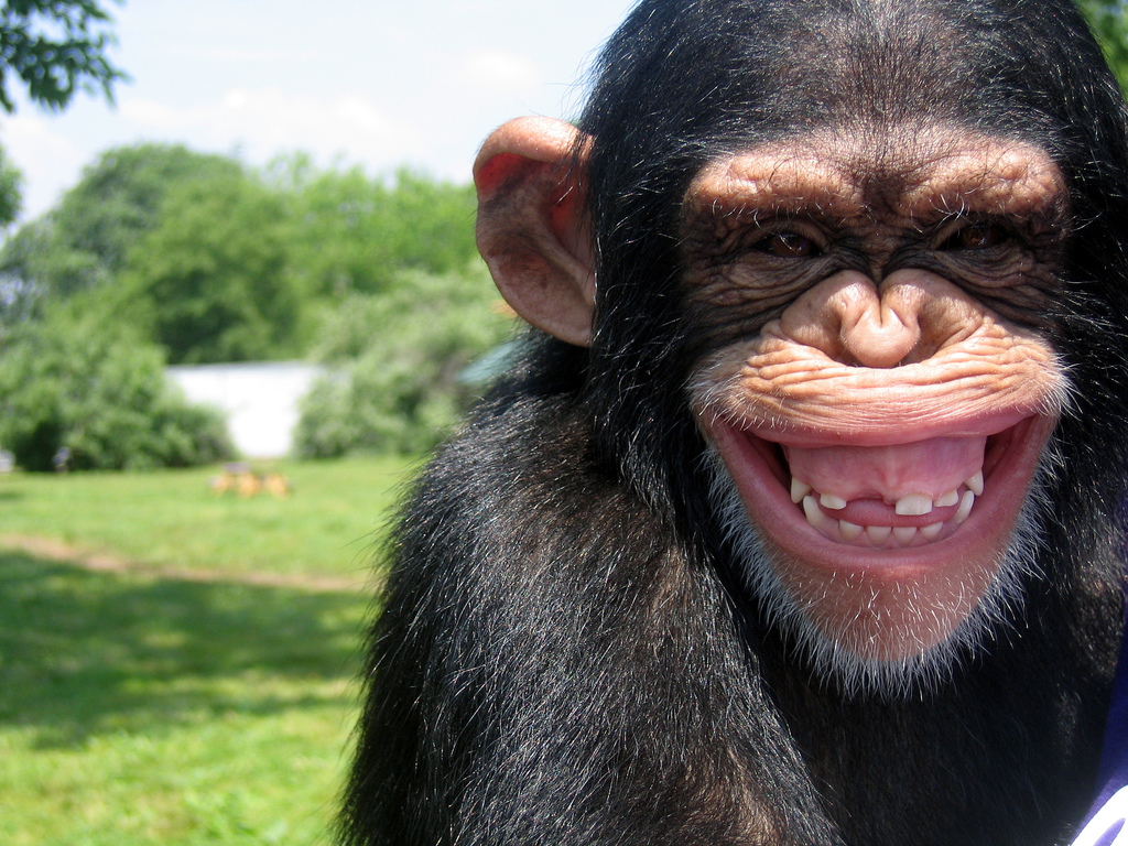 Chimp Grin